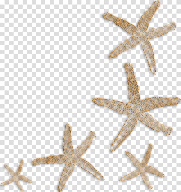 Paper Starfish , Floating starfish transparent background PNG clipart
