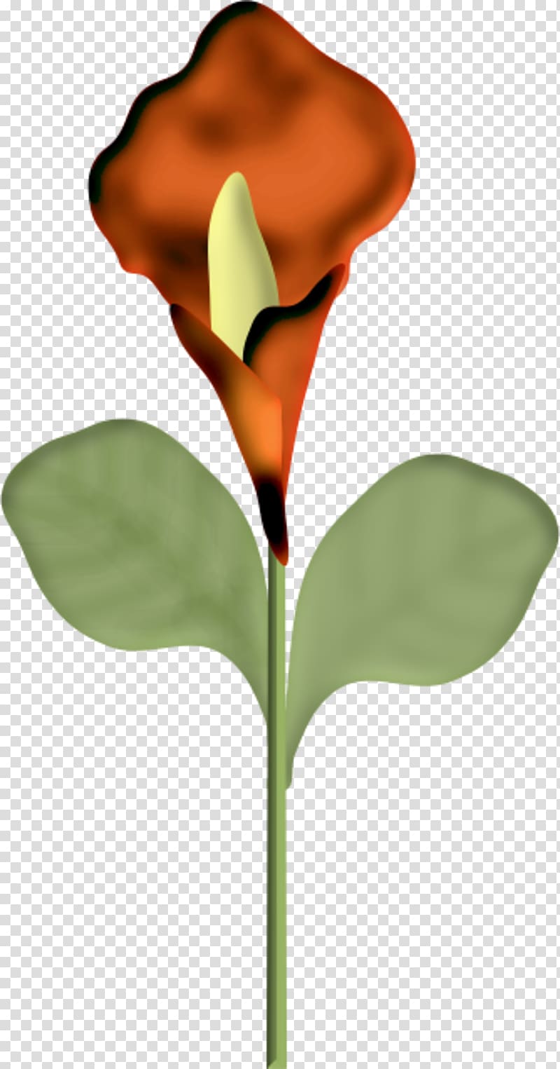 Flower Bayan Mod Petal Plant stem, flower transparent background PNG clipart