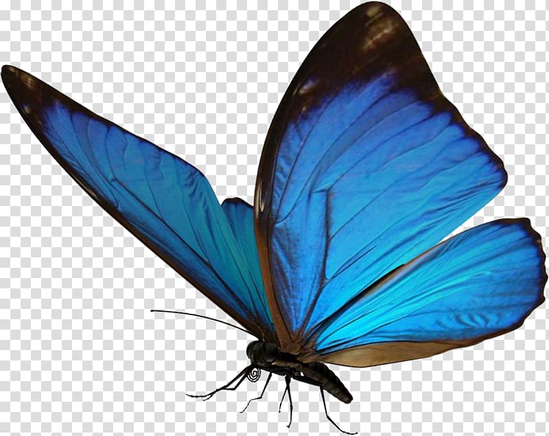 Butterfly Morpho Insect Light , blue brushes transparent background PNG clipart