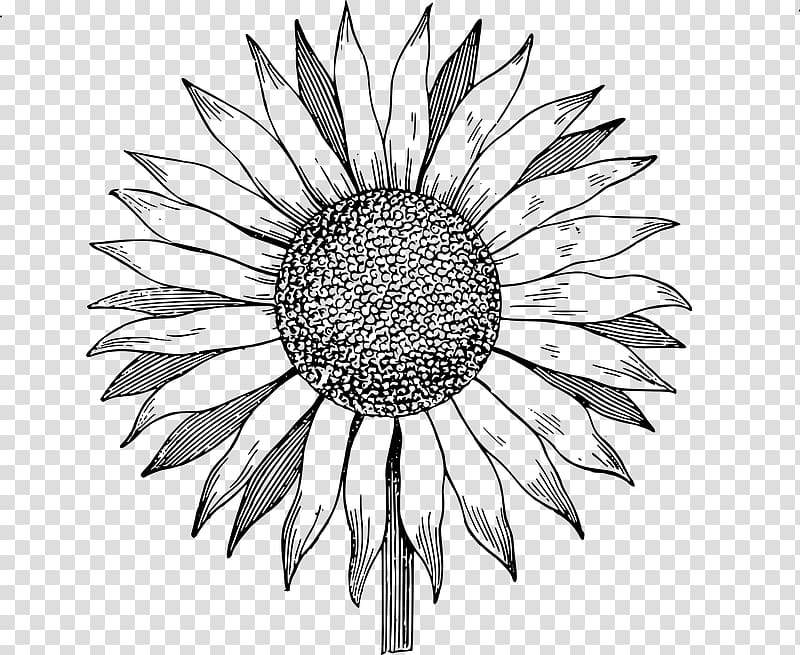 , sunflowers transparent background PNG clipart