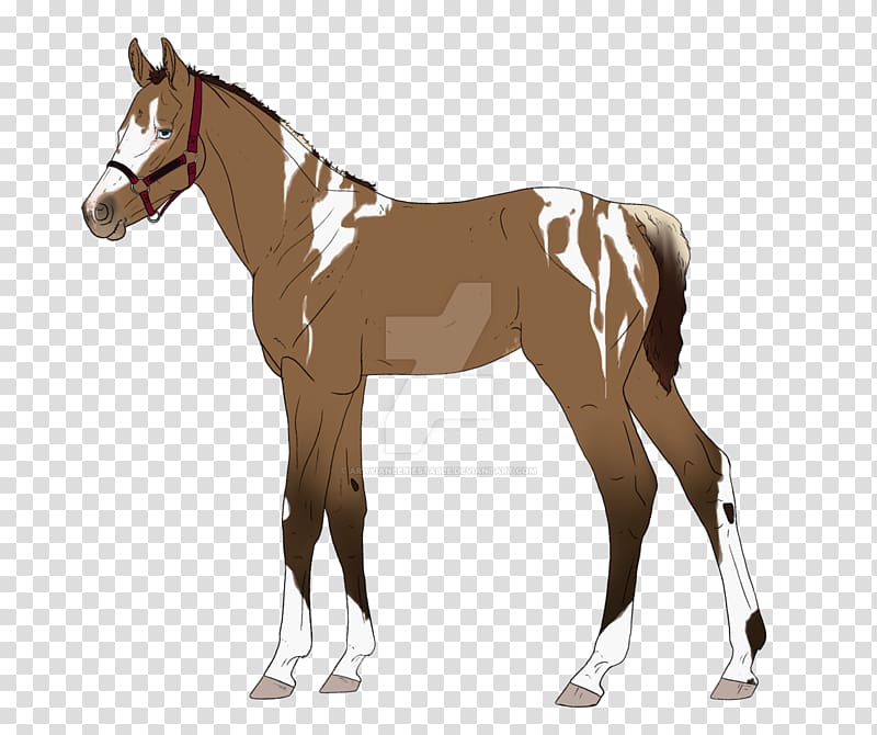 Mule Mare Colt Foal Stallion, ian yule transparent background PNG clipart