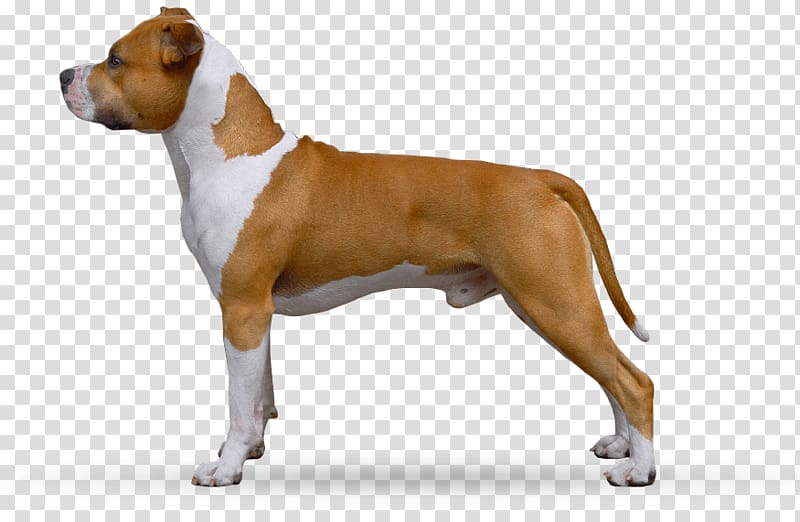 American Staffordshire Terrier Dog breed Boxer Olde English Bulldogge Staffordshire Bull Terrier, puppy transparent background PNG clipart