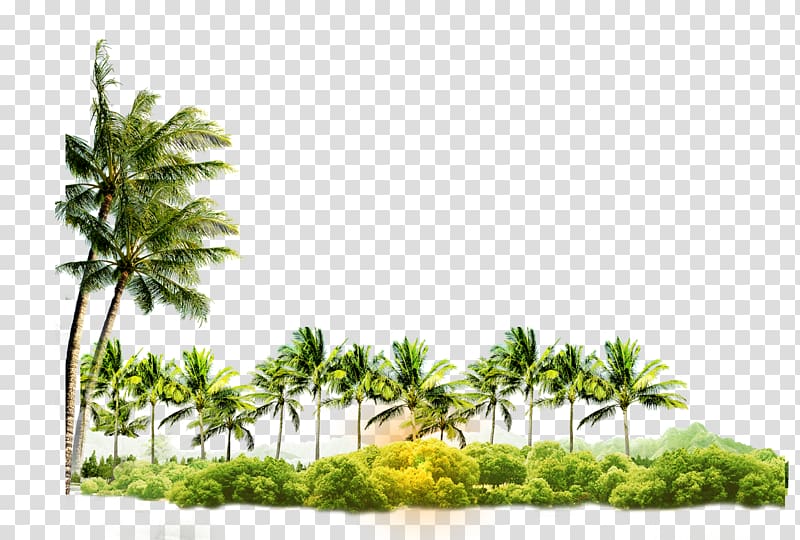 Tree Coconut Arecaceae Icon, coconut tree transparent background PNG clipart
