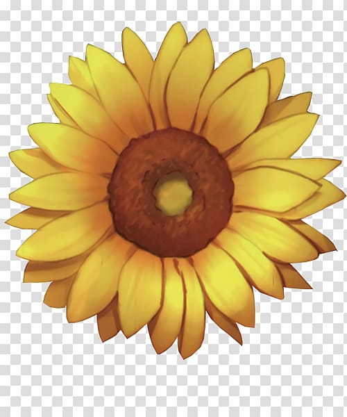 Common sunflower, Sunshine Sunflower transparent background PNG clipart