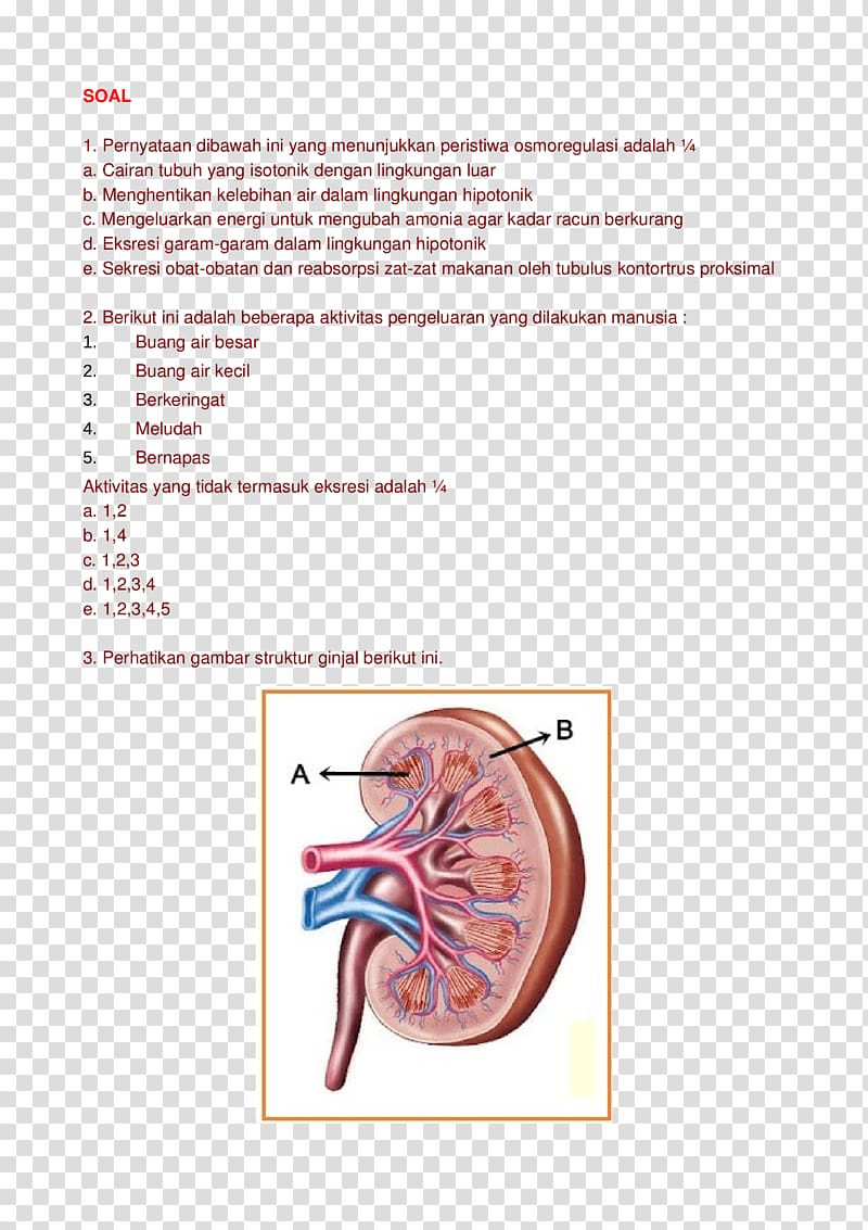Muscle Adrenal gland Hormone Font, design transparent background PNG clipart