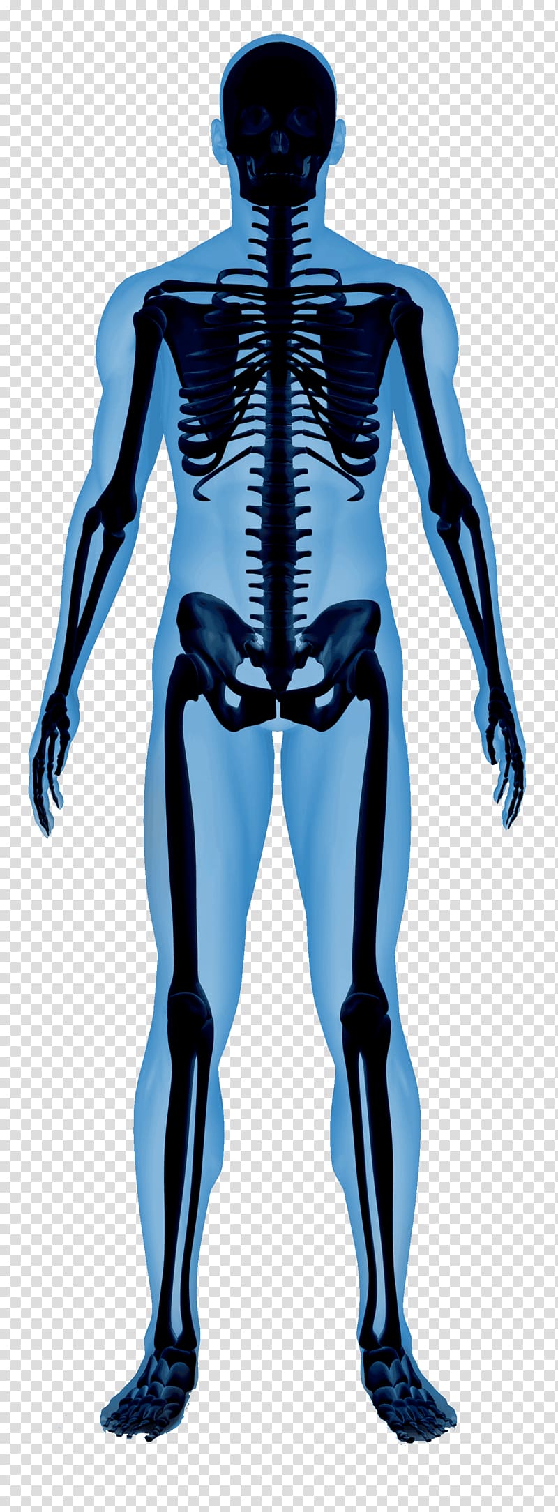 Human skeleton Essential of Human Anatomy and Physiology Human body, Skeleton transparent background PNG clipart