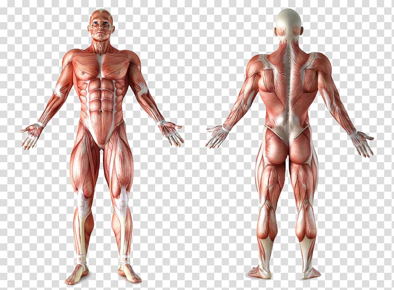 human muscular system illustration, Muscle Anatomy Human body Muscular system Organ, human body transparent background PNG clipart