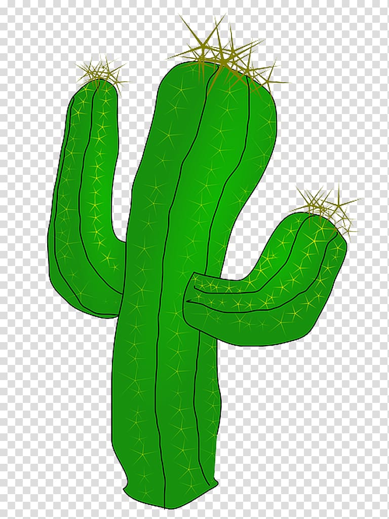 green cactus illustration, Succulents and Cactus Cactaceae Desert , Free Best Cactus transparent background PNG clipart