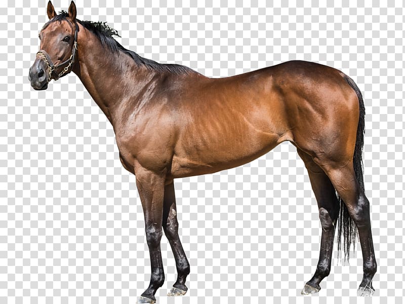 Thoroughbred Stallion WinStar Farm Foal Darley Stud, horse race transparent background PNG clipart