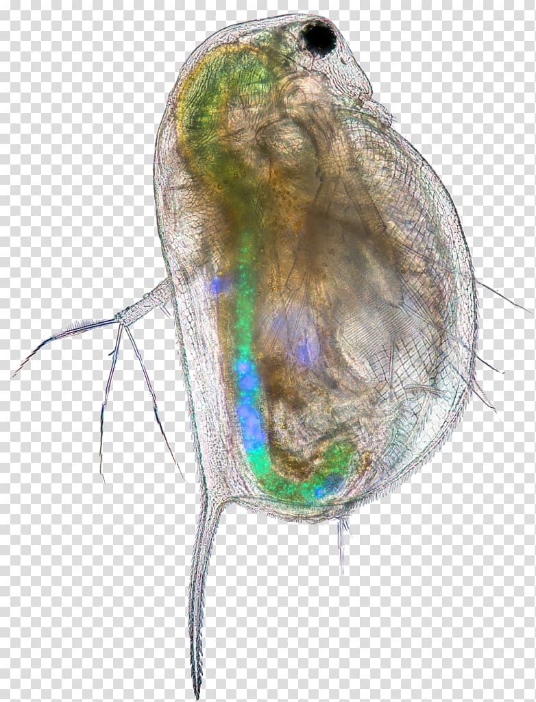 Insect Common water fleas Microplastics Science PLOS One, insect transparent background PNG clipart