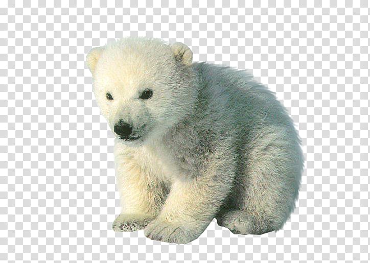 Polar bear cubs Baby Polar Bears, polar bear transparent background PNG clipart