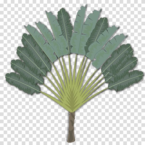 Madagascar Tree Arecaceae Ravenala , palm leaf transparent background PNG clipart