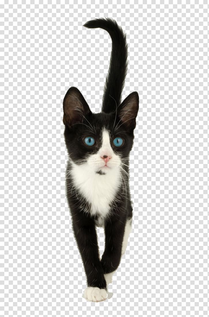 Whiskers Kitten American Wirehair Domestic short-haired cat Black cat, Cat walk transparent background PNG clipart