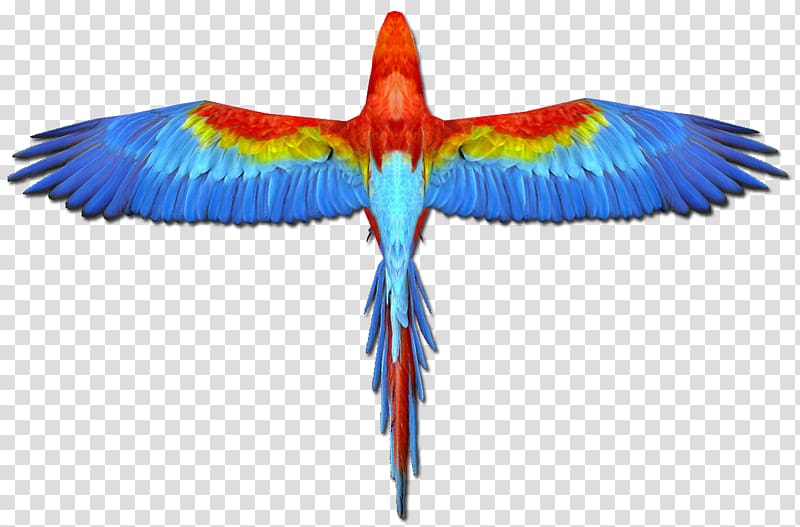 Scarlet macaw Parrot Blue-and-yellow macaw Bird, Scarlet Macaw transparent background PNG clipart
