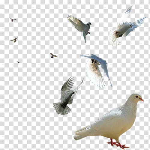 Rock dove Columbidae Bird Swallow Squab, Bird transparent background PNG clipart