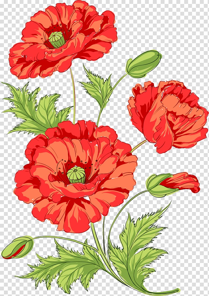 red poppy flower , Poppy Flowers Common poppy Opium poppy, Watermelon red chamomile transparent background PNG clipart