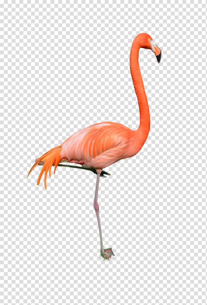 Bird, flamingo transparent background PNG clipart