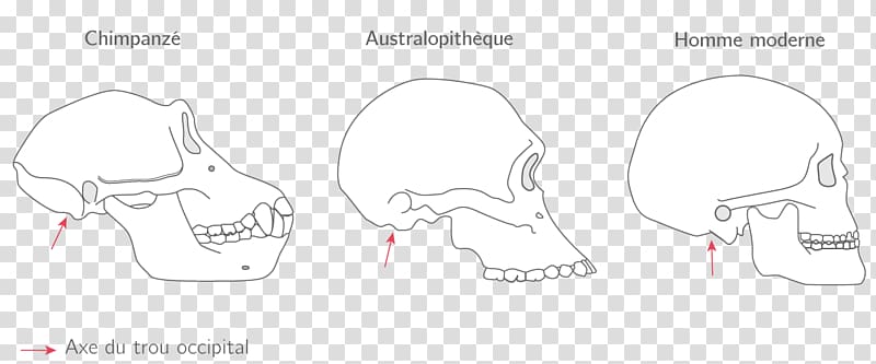 Neolithic Revolution Sketch History Product design, Homo sapiens transparent background PNG clipart