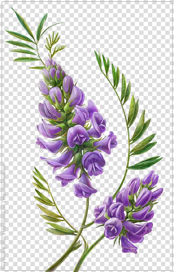 purple petaled flowers illustration, Wisteria Flower Botanical illustration Botany, Hand-painted lily of the valley transparent background PNG clipart