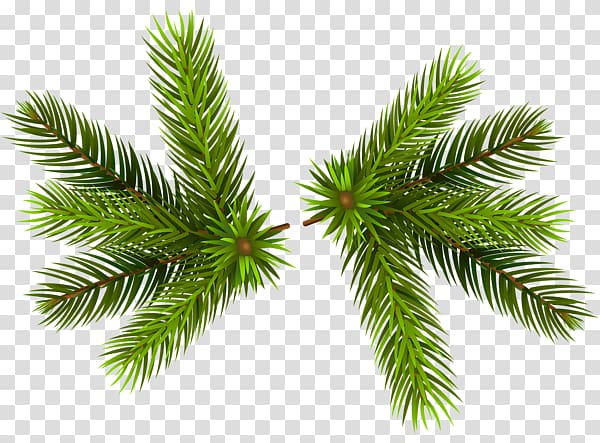 Pine Portable Network Graphics Conifer cone Open, others transparent background PNG clipart