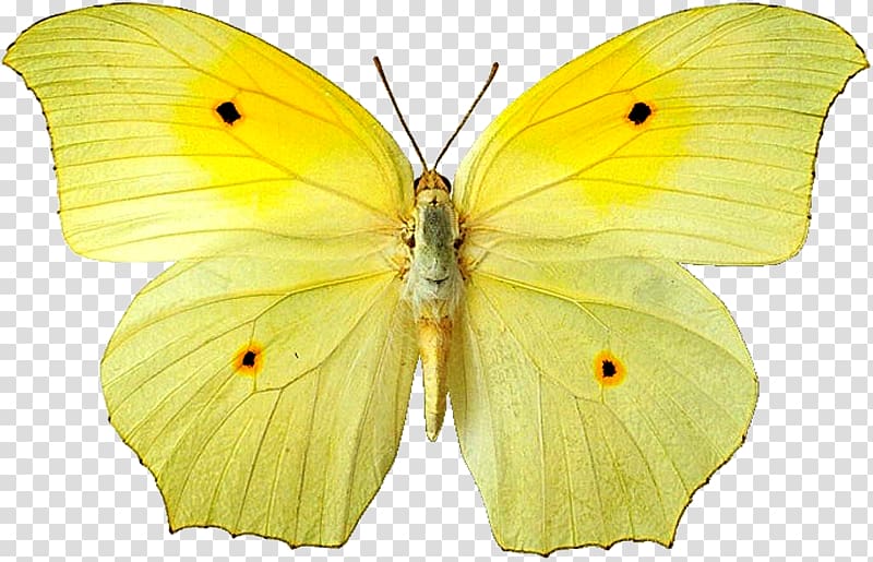 Clouded yellows Butterfly Moth Gossamer-winged butterflies Pieridae, butterfly transparent background PNG clipart