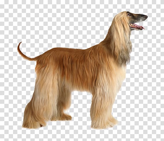 Afghan Hound Dog breed German Shepherd Afghanistan American Foxhound, Afghan Hound transparent background PNG clipart