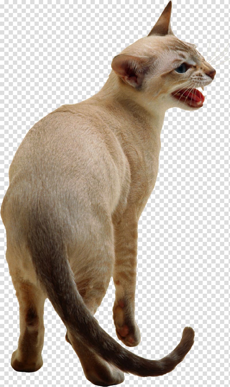 Siamese cat Snowshoe cat Burmese cat Kitten Dog, cats transparent background PNG clipart