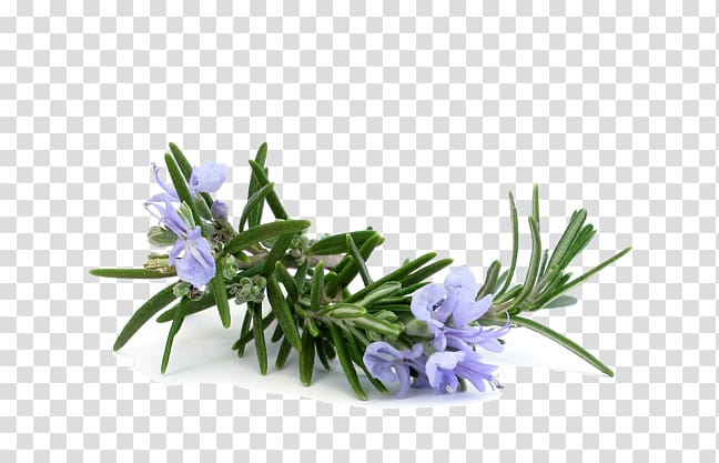 Rosemary Distillation Essential oil Lavender oil, oil transparent background PNG clipart