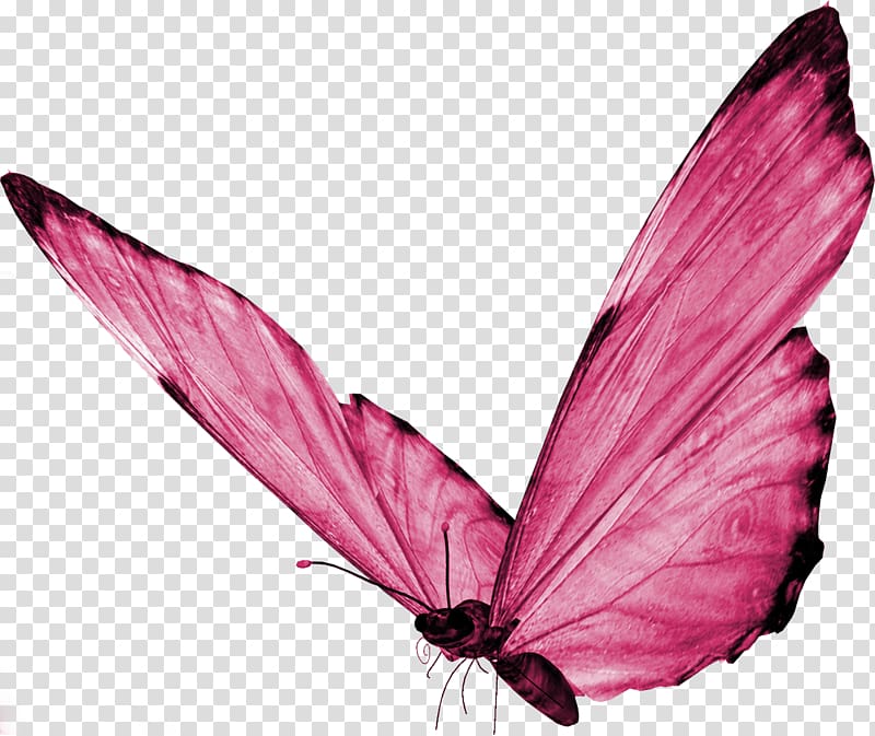 pink and black butterfly illustration, Butterfly Desktop , buterfly transparent background PNG clipart