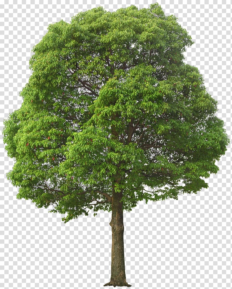 Tree, lush transparent background PNG clipart