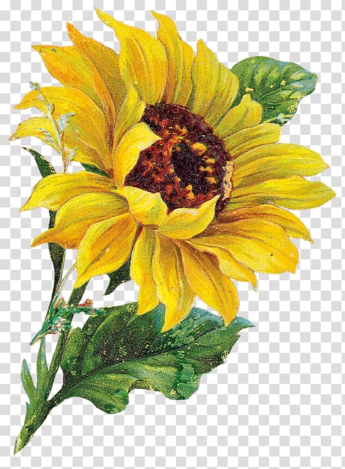 Common sunflower , Sunflower vase transparent background PNG clipart