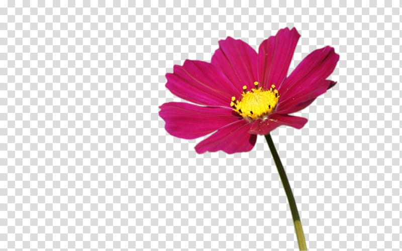 Cut flowers Plant Daisy family Transvaal daisy, flower frame transparent background PNG clipart