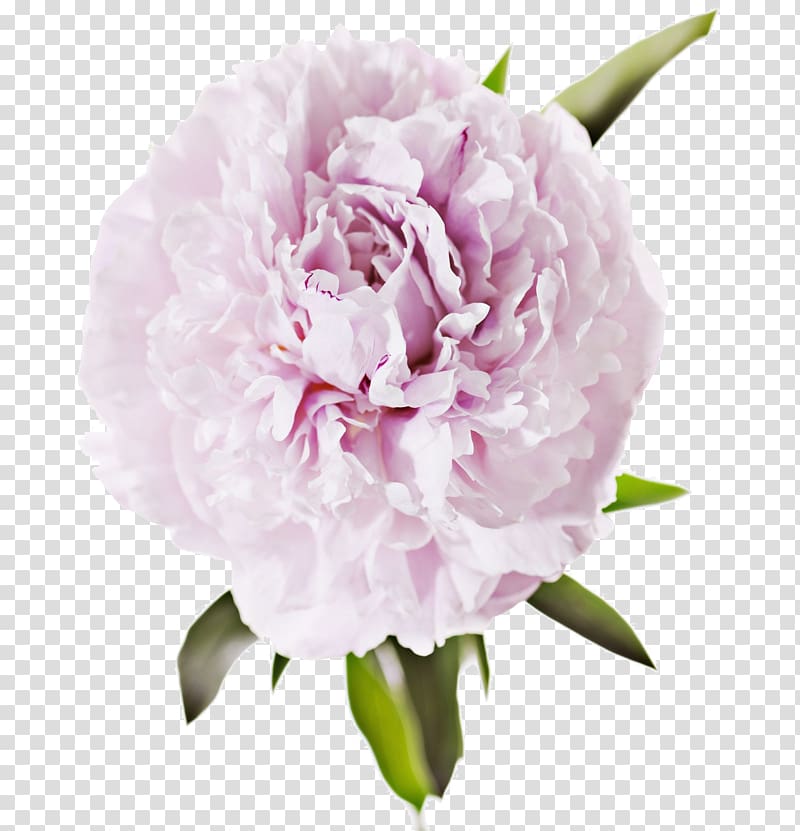 pink carnation, Peony Flower , Real flowers transparent background PNG clipart