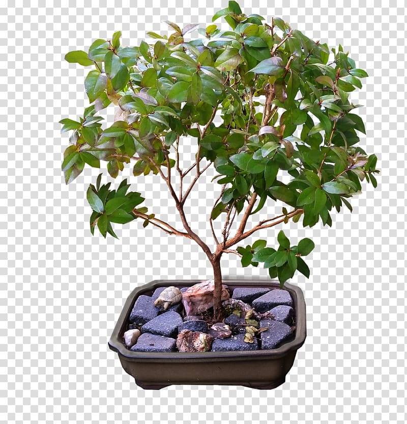 Weeping fig Ficus retusa Ficus microcarpa Buxus microphylla Bonsai, bonsai transparent background PNG clipart