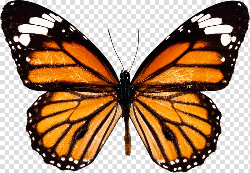 Monarch butterfly Eastern tiger swallowtail, butterfly transparent background PNG clipart