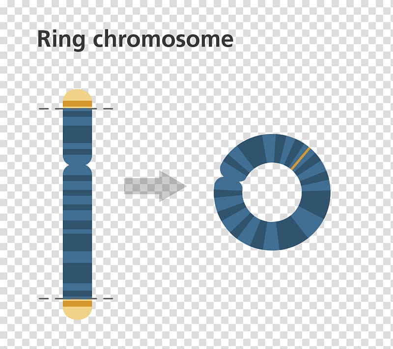 Ring chromosome 14 syndrome Chromosome abnormality Genetics, chromosome transparent background PNG clipart