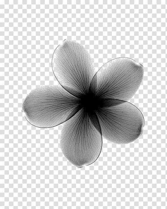 gray 5-petal flower, Towel Flower X-ray Frangipani Lilium, Hazy black flowers transparent background PNG clipart