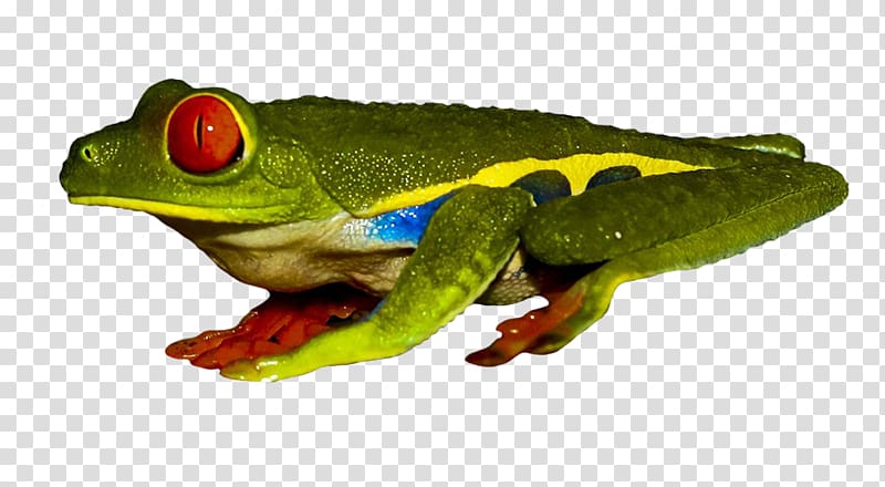 True frog Red-eyed tree frog Poison dart frog, frog transparent background PNG clipart