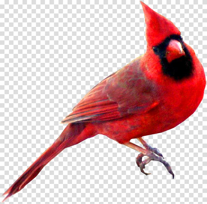 Cardinal Watercolor Red Bird St. Louis Cardinal Mascot 