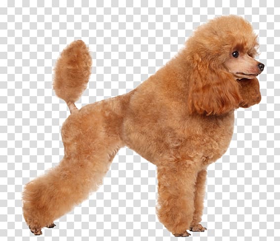 Toy Poodle Miniature Poodle Standard Poodle Puppy, poodle Dog transparent background PNG clipart