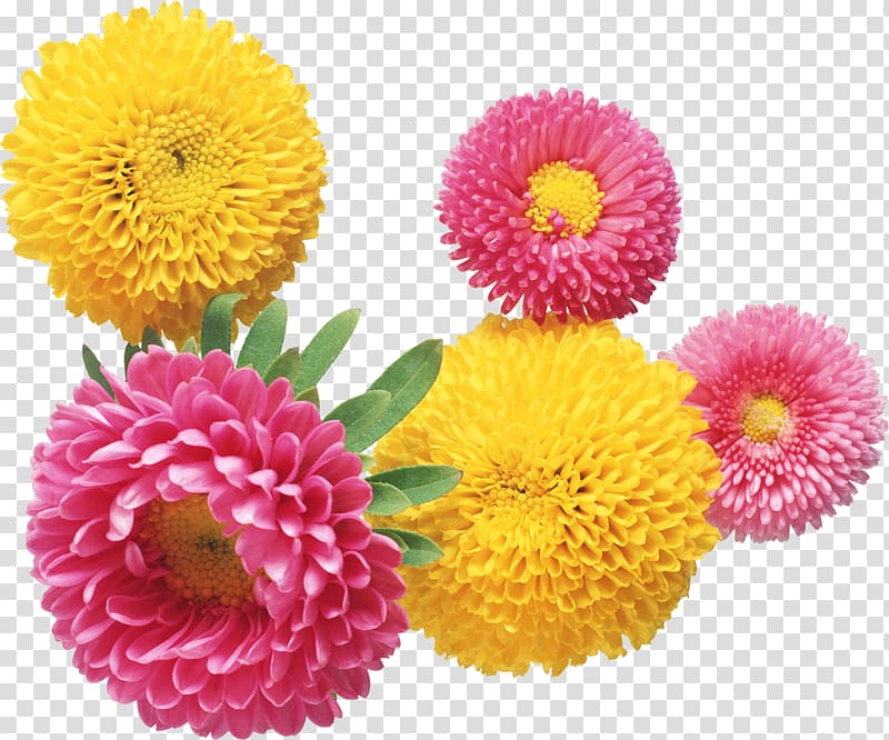 Baku Flower Festival Chrysanthemum Aster, flower transparent background PNG clipart