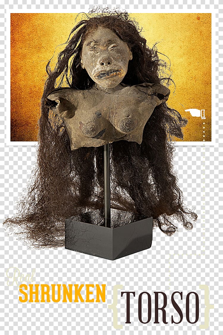 Shrunken head Ripley's Believe It or Not! Museum Ripley's Believe It or Not!, Key West, FL Jivaroan peoples, American horror story transparent background PNG clipart