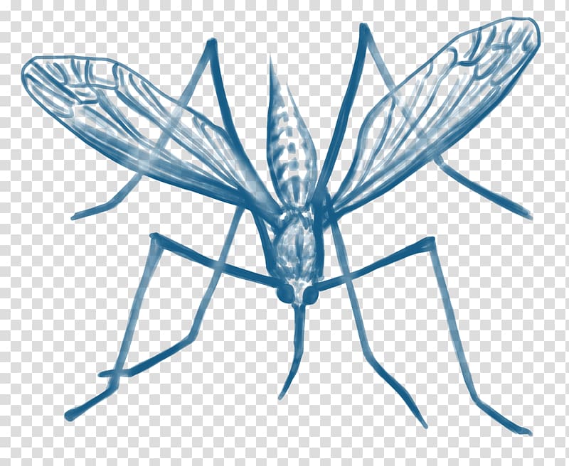 Mosquito control Malaria Insect Disease, mosquito transparent background PNG clipart