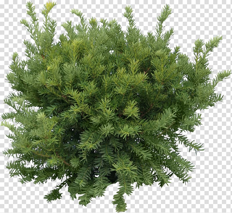 Tree Pine , Fir-tree transparent background PNG clipart