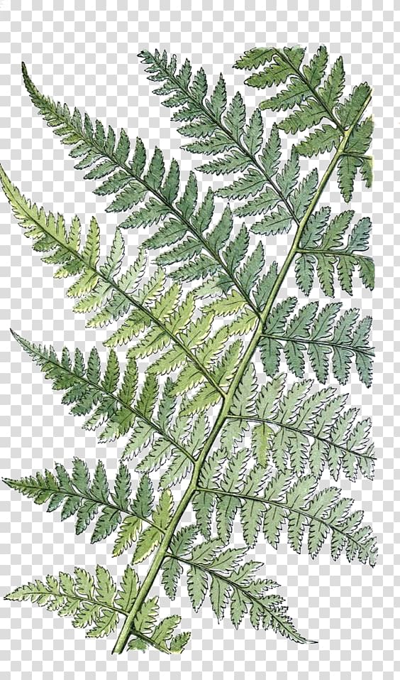 fern , The Ferns of Great Britain and Ireland Athyrium filix-femina Leaf Botany, Retro Plants transparent background PNG clipart