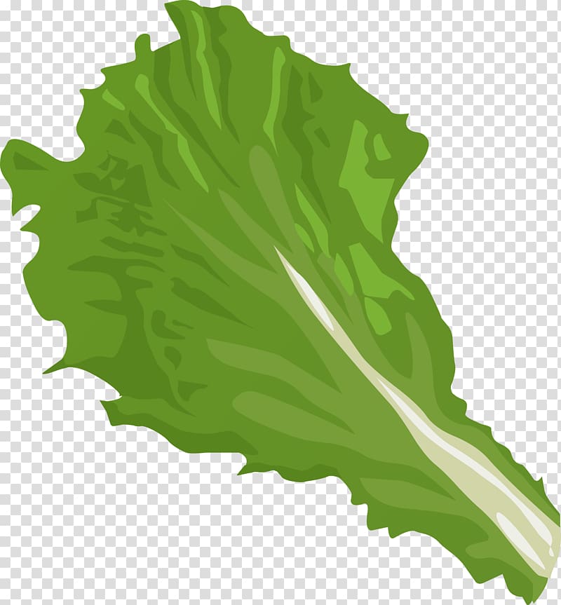 Iceberg lettuce Romaine lettuce Vegetable , Big Leaves transparent background PNG clipart