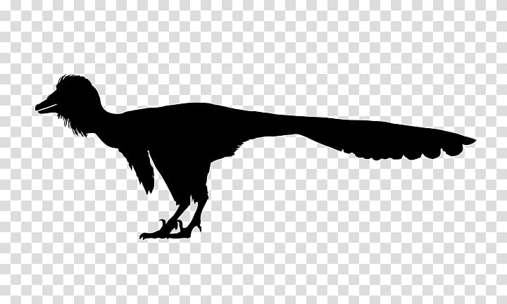 Wikimedia Commons Troodon Creative Commons Wikimedia Foundation, others transparent background PNG clipart