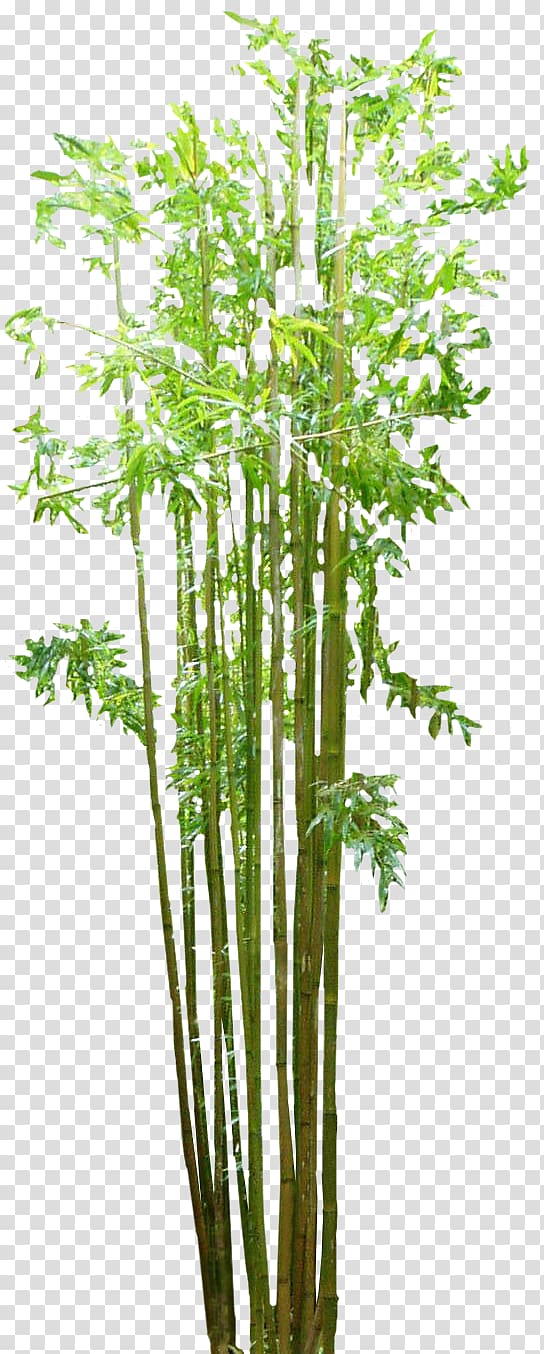 green bamboo trees , Bamboo floor, Bamboo transparent background PNG clipart