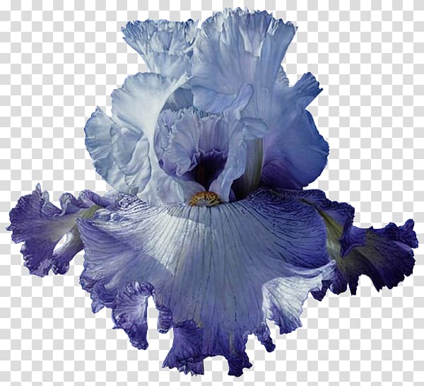 Blue Iris, flower transparent background PNG clipart