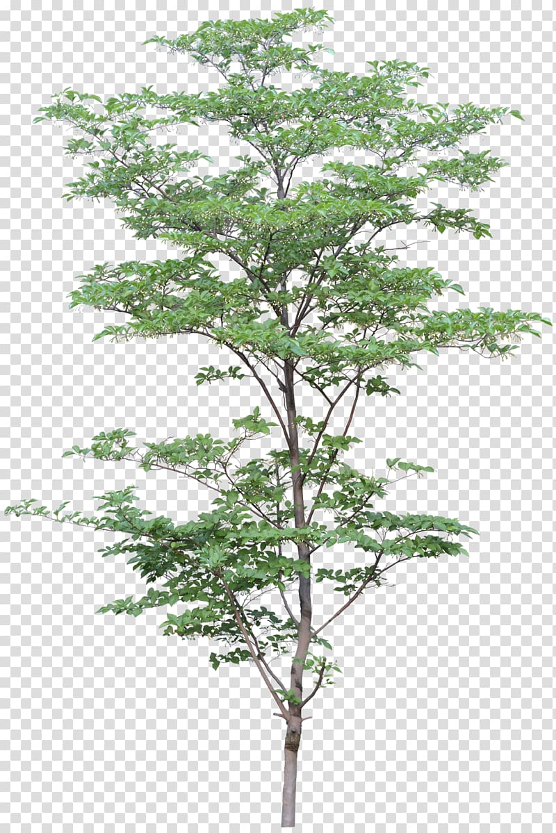 Tree Project Architecture, almond transparent background PNG clipart